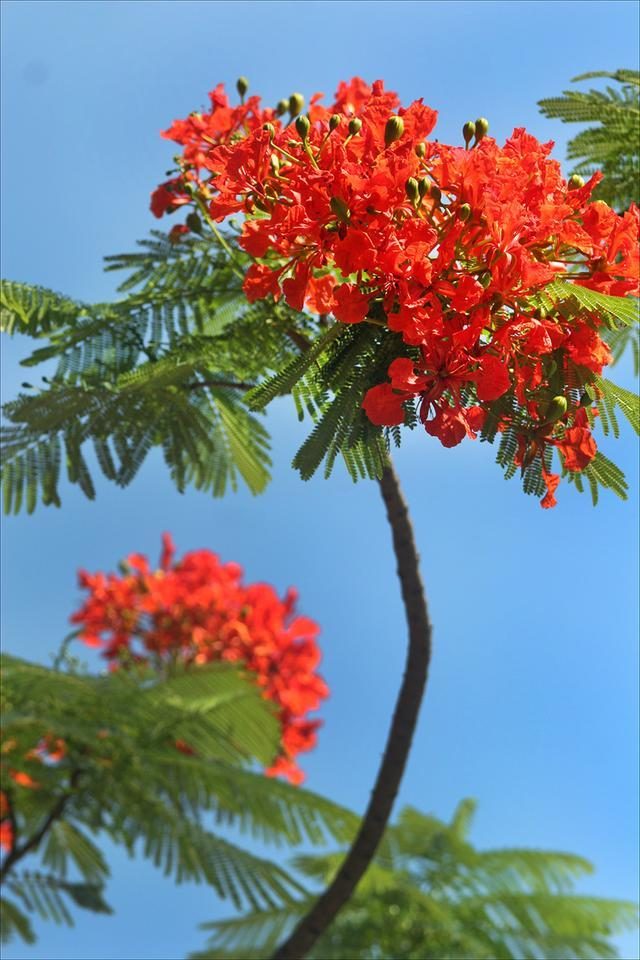 狀元紅，揭秘4987最準(zhǔn)最快的秘密武器，狀元紅，揭秘最準(zhǔn)最快的秘密武器 4987