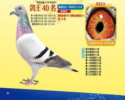 王中王四馬一肖，探尋背后的故事與奧秘，王中王四馬一肖，背后的故事與奧秘探尋