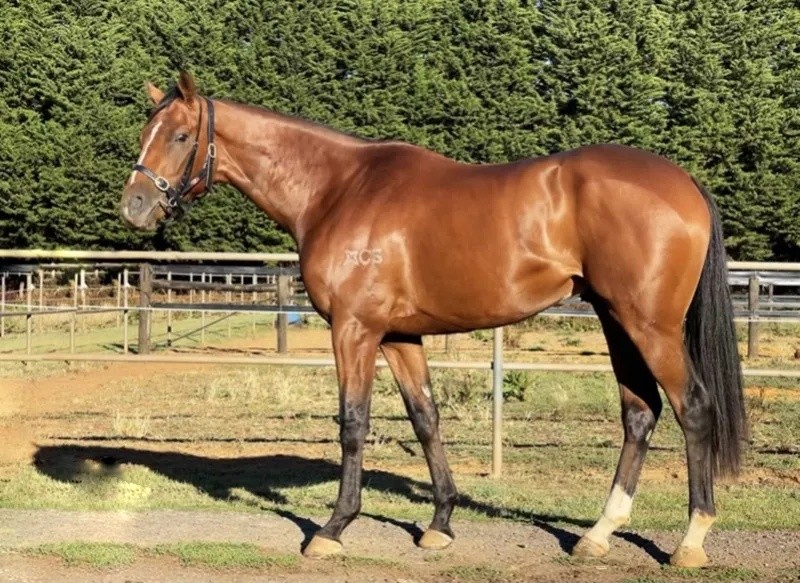 今晚澳門特馬開什么？今晚四不像的探討，今晚澳門特馬開彩結(jié)果及四不像探討
