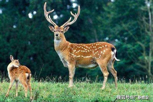 最新版本的6566cc澳彩資料大全介紹與特色功能解析，圖庫升級亮點(diǎn)一覽，最新6566cc澳彩資料大全介紹與特色功能解析，圖庫升級亮點(diǎn)全揭秘