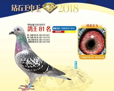 王中王四馬一肖，探尋背后的故事與奧秘，王中王四馬一肖，背后的故事與奧秘探尋