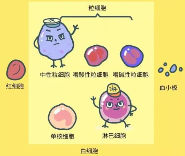 白細(xì)胞低有什么危險，白細(xì)胞低存在的危險與潛在風(fēng)險，揭示白細(xì)胞減少的危害