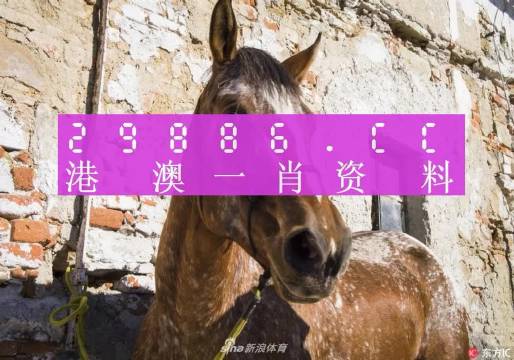 揭秘王中王資料，一肖正特馬的奧秘，揭秘王中王資料與一肖正特馬的神秘面紗