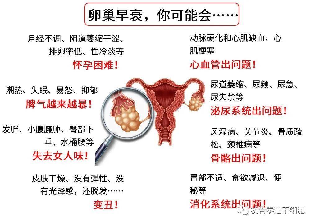 四十歲卵巢早衰能否調(diào)整回來(lái)？解讀卵巢早衰與應(yīng)對(duì)策略，四十歲卵巢早衰能否調(diào)整回來(lái)？解讀卵巢早衰現(xiàn)象及應(yīng)對(duì)策略