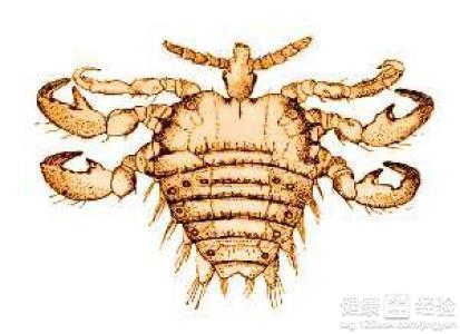 男性陰虱病圖片及其相關(guān)知識解析，男性陰虱病圖片與知識解析全攻略