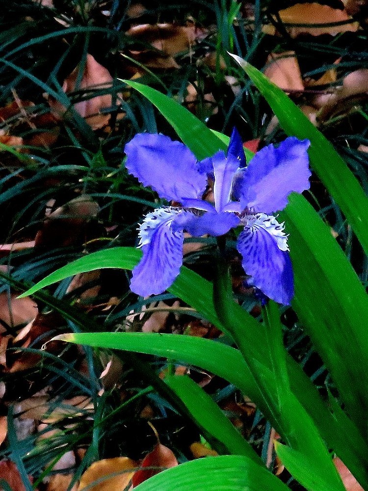 鳶尾花的美麗與神秘，探尋其背后的故事與SEO優(yōu)化價值，鳶尾花的魅力，背后的故事與SEO優(yōu)化價值探索
