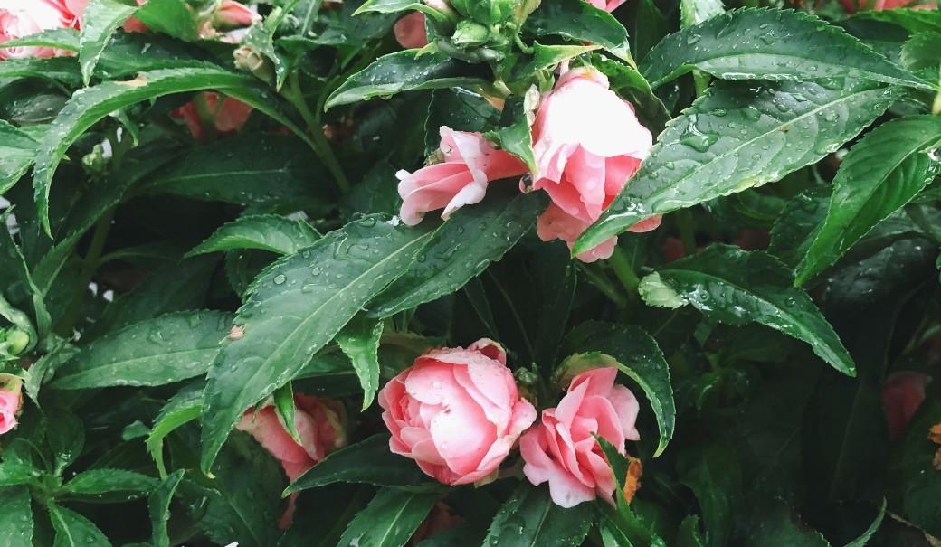 透骨草，探尋古老植物的奧秘與神奇功效，探尋透骨草的奧秘與神奇功效