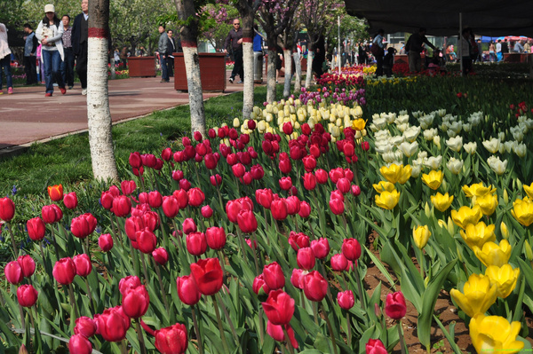 石家莊植物園門票價格詳解，石家莊植物園門票價格全解析