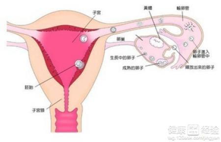 卵巢早衰的癥狀有哪些，揭示早期預(yù)警信號與影響，卵巢早衰揭示，早期預(yù)警信號、癥狀及影響