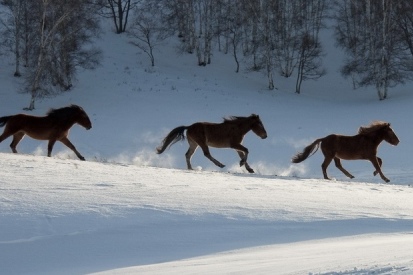 王中王一肖必中四不像，揭秘背后的秘密與真相探索，揭秘王中王一肖四不像背后的真相與秘密探索