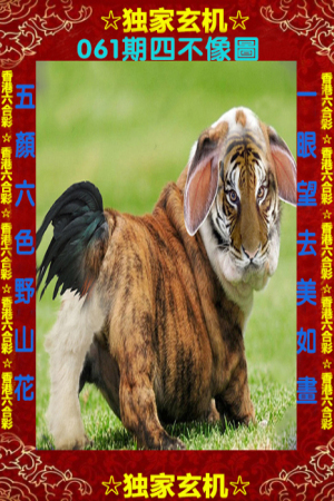 王中王四不象一肖中特，深度解讀背后的奧秘，王中王四不象一肖中特深度解析背后的奧秘