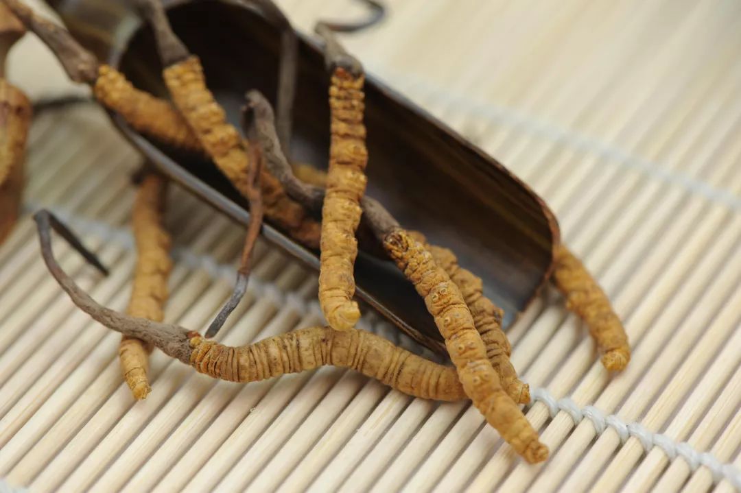 冬蟲夏草圖片，探尋神秘的草藥世界與珍貴圖片展示，冬蟲夏草圖片，探尋草藥世界的神秘與珍貴圖片展示