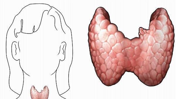 甲狀腺結(jié)節(jié)三吃三不吃，飲食調(diào)整與生活方式優(yōu)化，甲狀腺結(jié)節(jié)的飲食調(diào)整與生活方式優(yōu)化，三吃三不吃指南