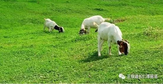澳門出羊下期必開一肖，揭秘生肖彩票的奧秘與策略，揭秘生肖彩票奧秘，澳門出羊后必開一肖策略探討