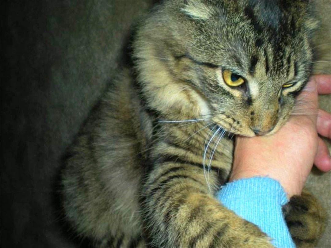 狂犬病潛伏期最長多久，深入了解狂犬病的潛伏期及相關知識，深入了解狂犬病潛伏期，最長多久及其他相關知識解析