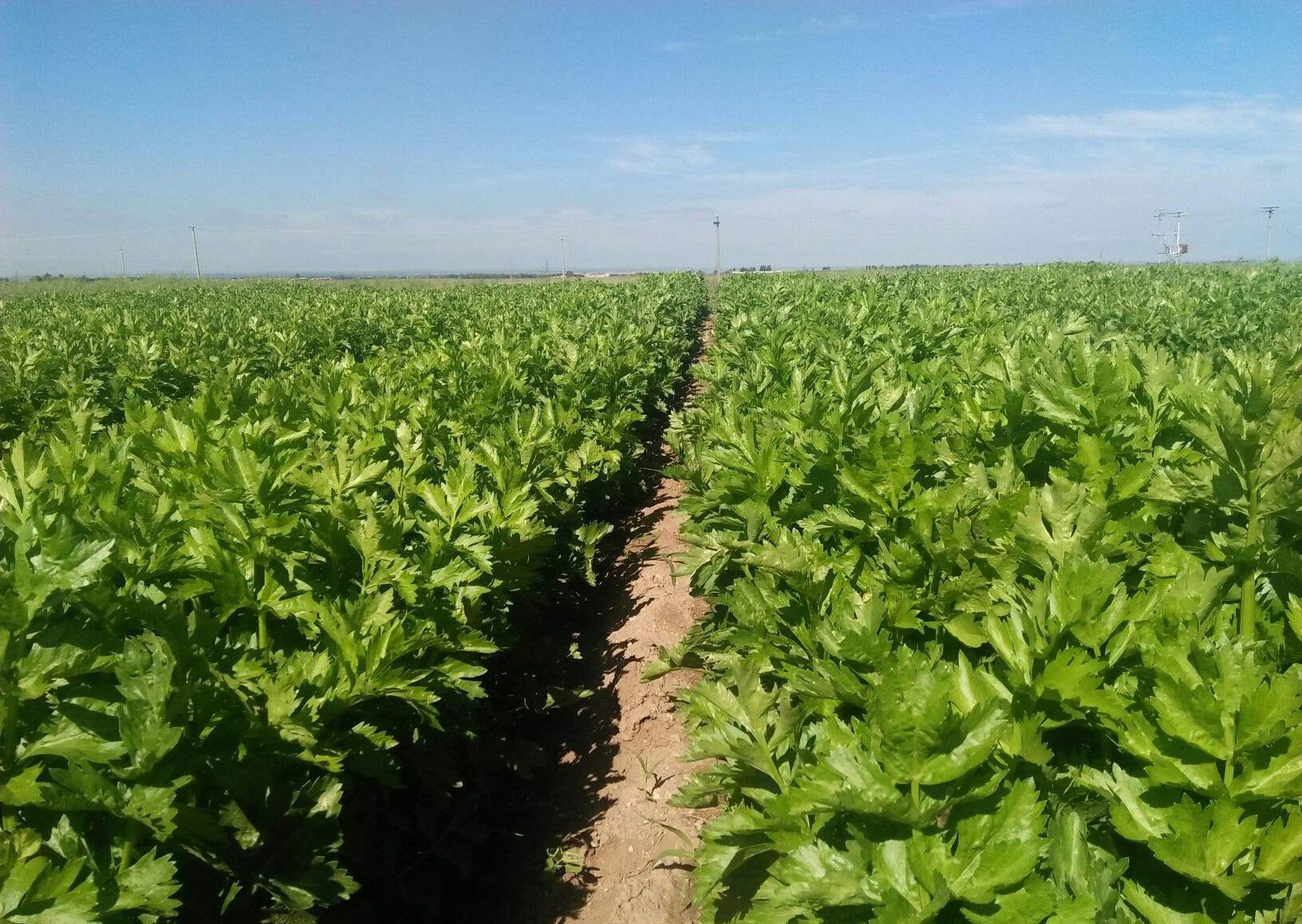 第一名降血脂蔬菜，探索健康秘密的寶藏，探索健康寶藏，第一名降血脂蔬菜揭秘