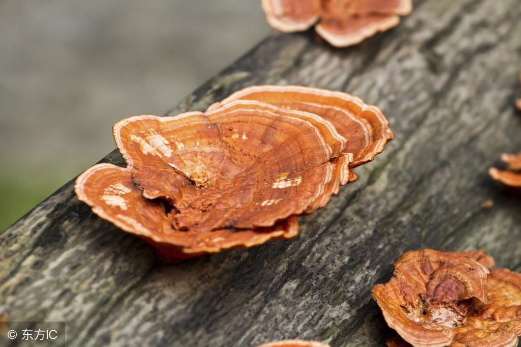 袍子粉的功效與作用，深入了解傳統(tǒng)中藥材的魅力，袍子粉的功效與作用，揭示傳統(tǒng)中藥材的奧秘與魅力